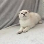 Scottish fold