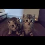 Scottish Fold Kittens - Rare Breed