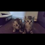 Scottish Fold Kittens - Rare Breed