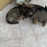 German shepherd puppies pure