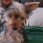 Female Yorkshire Terrier Teacup Size