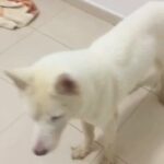 husky dog white female ready for marriage