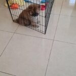 Shaw shaw puppy for sale