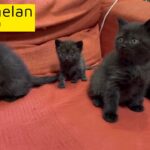 British shorthair kittens