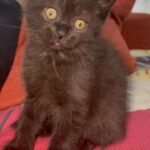 British shorthair kittens