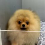 Pomeranian Male