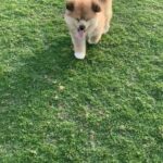 long hair Japanese Akita