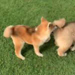 Japanese akita and Shiba inu available now