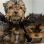 teacup Yorkshire Terrier