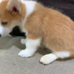 Mini Corgi available now