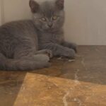 British shorthair male kitten