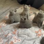 British shorthair kittens