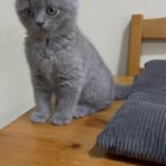 British shorthair kittens