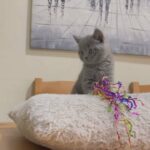 British shorthair kitten