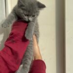 British shorthair kittens