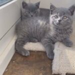 British shorthair kittens