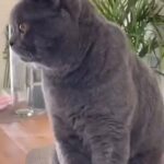 british shorthair male for mating