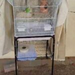 bird cage, 1 love bird, 1 finch for sale