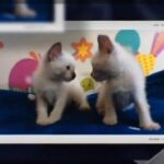 Siamese kittens pure