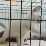 male kittens Siamese