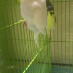 budgies couple