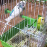 Pair of budgies for sale