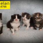 Persian kittens for Reservations!