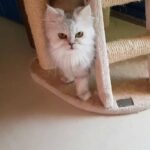 Beautiful Silver Chinchilla female cat