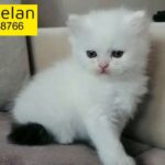 Persian female kitten Doll face