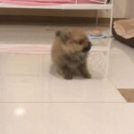 Teacup Sable Pomeranian (Female)