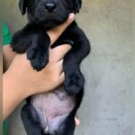 Labrador pups