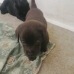 Labrador puppies