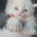 ذكر أبيض ثلجي شيرازي kitten