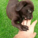 male labrador retrivrr pupply