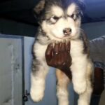 the best malamute alaskan