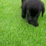 Black labrador retriver