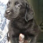 Black labrador retriver