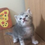British short hair marble line cute kittens 40 days for sale