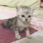 British short hair marble line cute kittens 45 days for sale