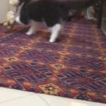 Persian kitten pure 10 weeks for sale boy
