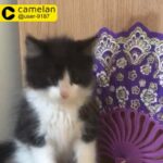 cute pure persian kitten 2.5 month boy for sale