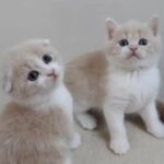 Sold Scottish fold straight both males