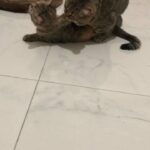 British tabby pure male for mating