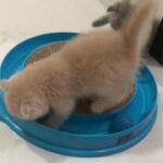 Scottish fold lilac and blue high level males