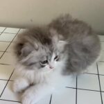 Persian Scottish fold male kitten for 2000  شيرازي سكوتش فولد قط ذكر ٢٠٠٠