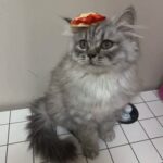 Persian Scottish fold female kitten 1800شيرازي سكوتش فولد قطة انثى١٨٠٠