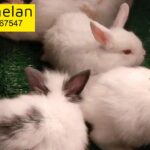 cute bunny's for sale