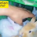 holland bunny's likes playing in good health