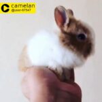 dwarf bunny like fun and playing 300dhs ber each one