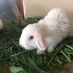 mini lop bunny for sale in good health